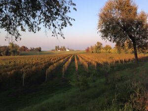 Montenetto in autunno | ph Consorzio Vini Monteneto
