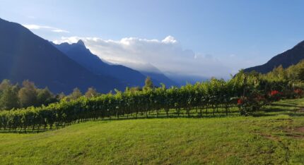 Consorzio Vini di Valle Camonica