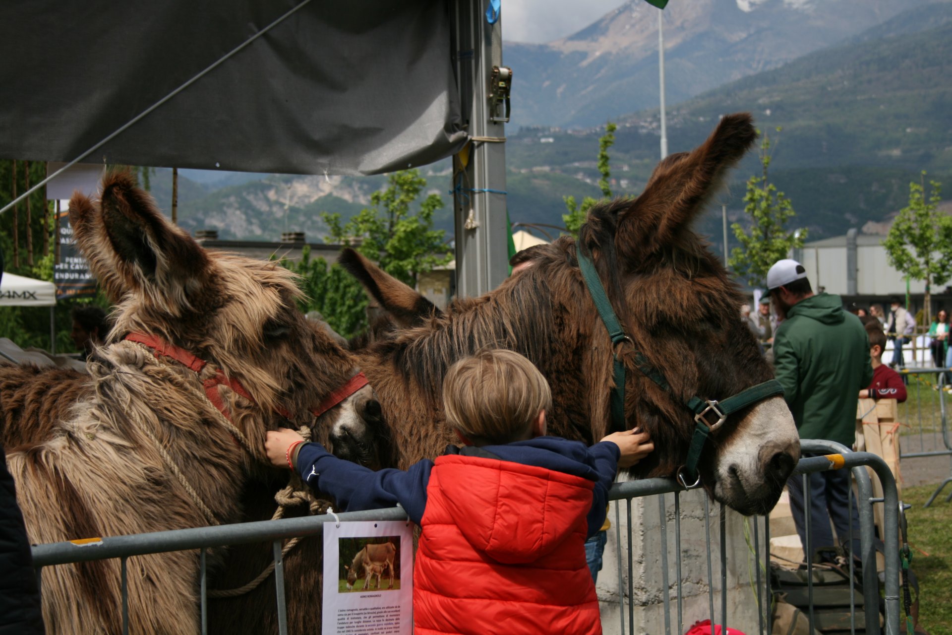 Festa zootecnica Valgrigna - Bienno