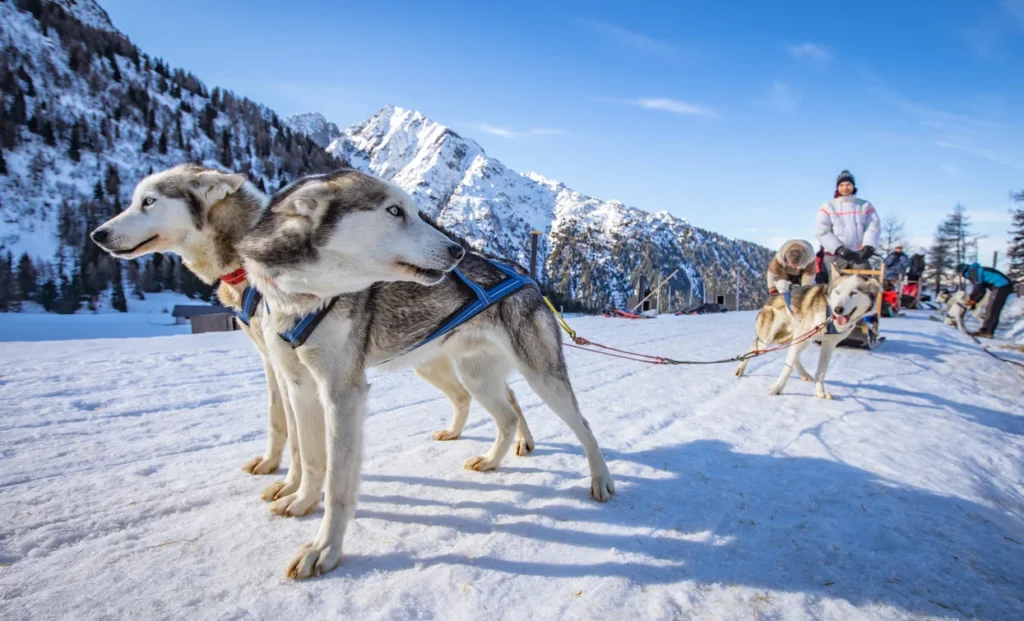 Sleddog al Passo del Tonale | Ph Tommaso Prugnola 2020