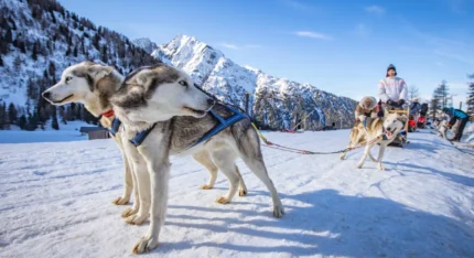 Sleddog al Passo del Tonale | Ph Tommaso Prugnola 2020