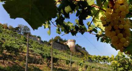 Vigneto Pusterla, il vigneto più grande d’Europa