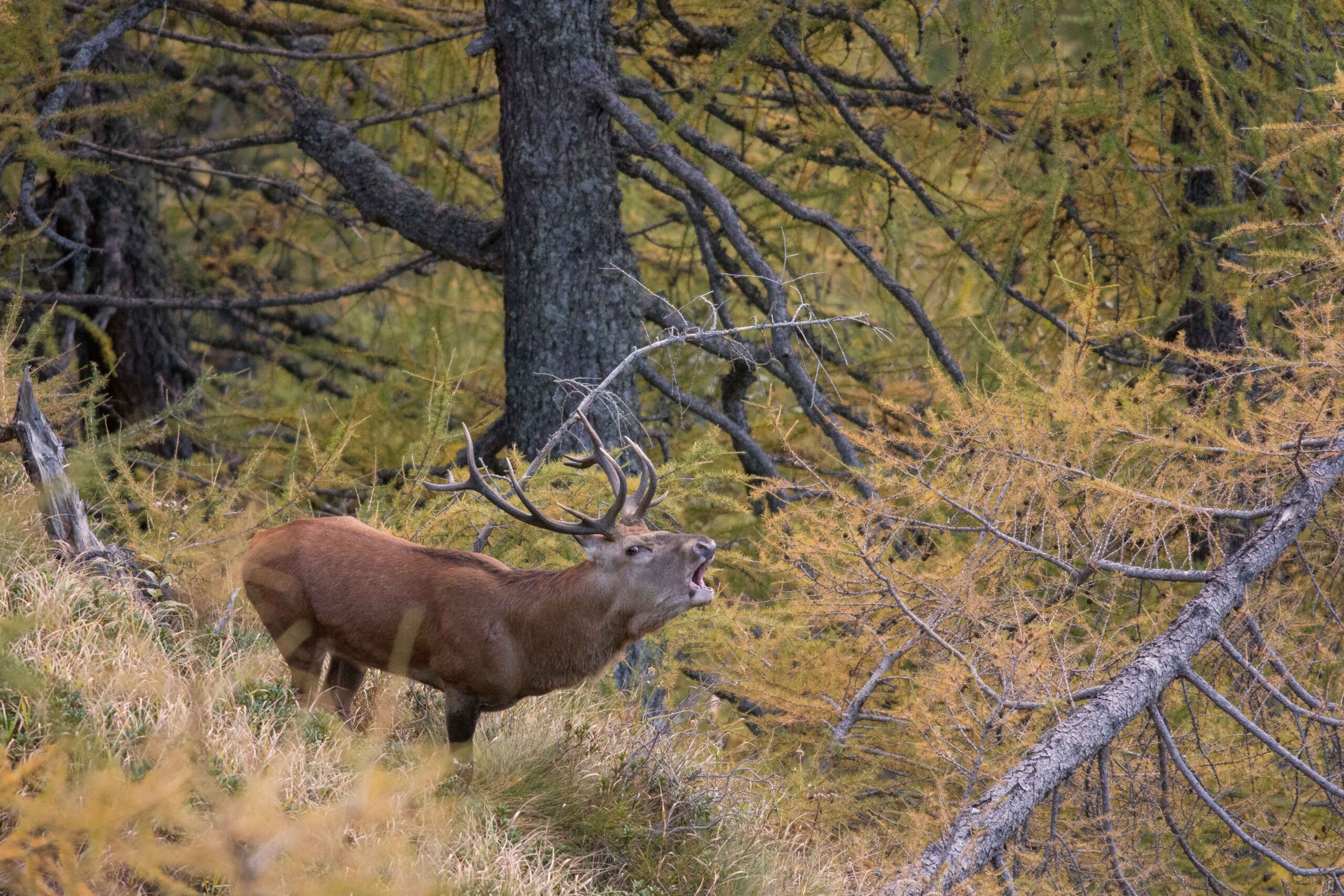 Bramito dei cervi in amore | ph Sefano Sandrini