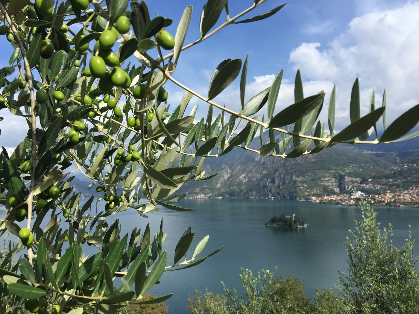 Olio DOP lago d'Iseo