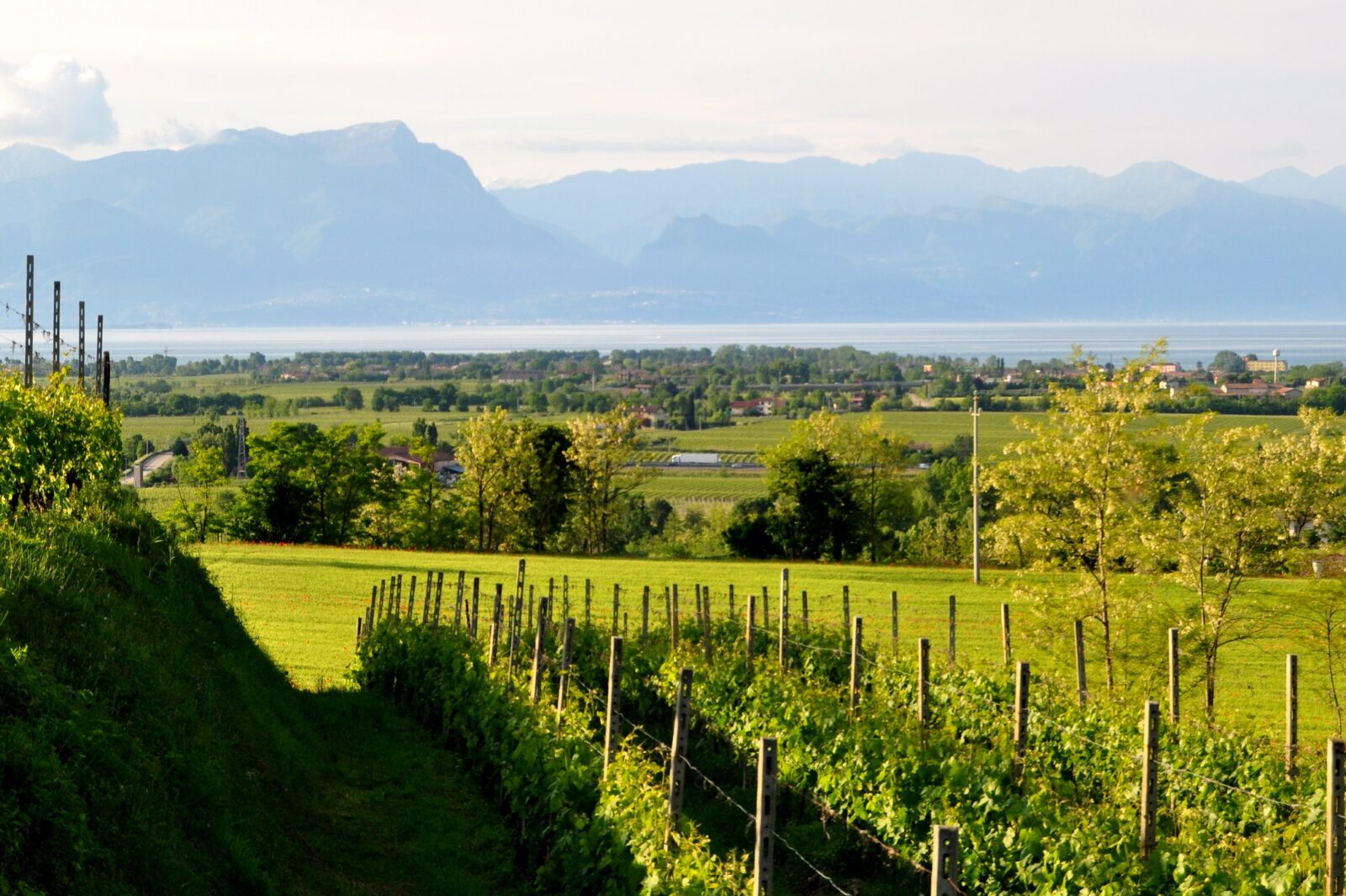 Lugana, il vino DOC dell’entroterra gardesano