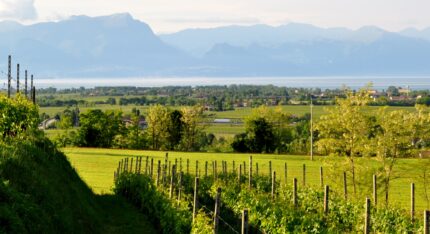 Lugana, il vino DOC dell’entroterra gardesano