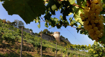 La Strada del Vino Colli dei Longobardi